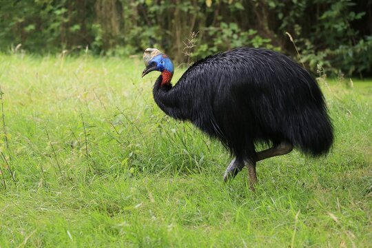 Northern cassowary (Casuarius unappendiculatus), adult, foraging, captive, Papua New Guinea