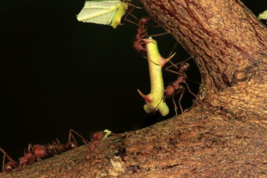 Leafcutter ants (Atta sexdens) carrying thorny stem, found in Central America and South America, captive