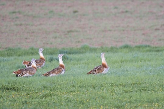 Several great bustards (Otis tarda), Brandenburg, Germany