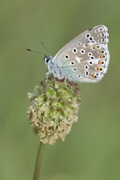 Amanda's Blue (Plebicula amanda), male, Rothenstein nature reserve, Thuringia, Germany