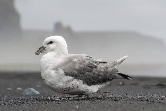 Young Northern fulmar (Fulmarus glacialis) on the beach, V&iacute;k &iacute; M&yacute;rdal, Su&eth;urland, Sudurland, South Iceland, Iceland