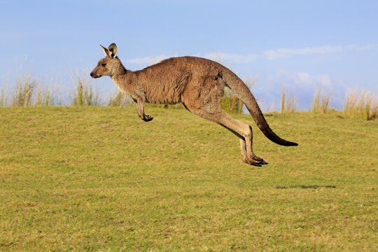 Eastern grey kangaroo (Macropus giganteus), adult, male jumps over green meadow, Maloney Beach, New South Wales, Australia
