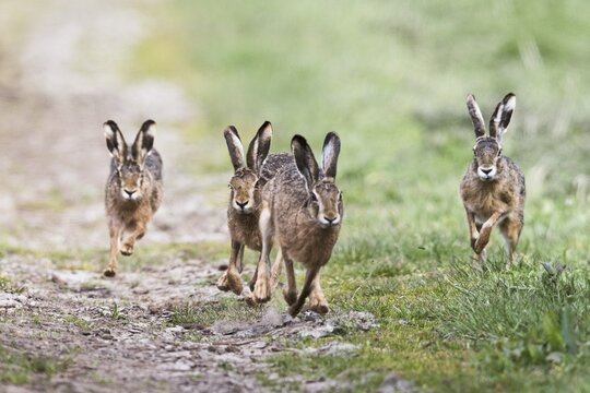 European hares (Lepus europaeus), chase, Emsland, Lower Saxony, Germany