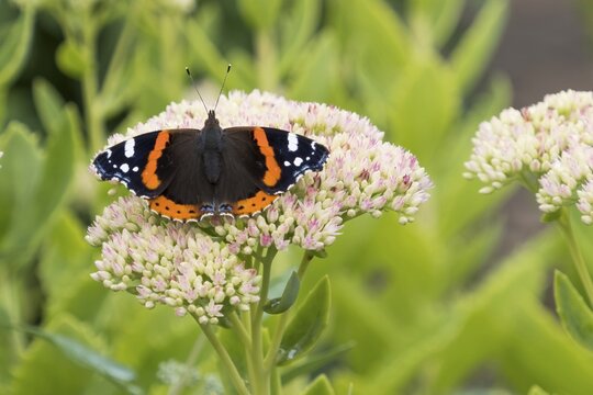 Red Admiral (Vanessa atalanta), butterfly sitting on flower of Stonecrop (Sedum), Hesse, Germany