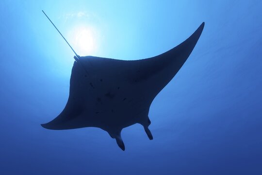 Reef manta ray (Mobula alfredi), silhouette, swimming in blue water, back light, Great Barrier Reef, Coral Sea, Pacific Ocean, Australia