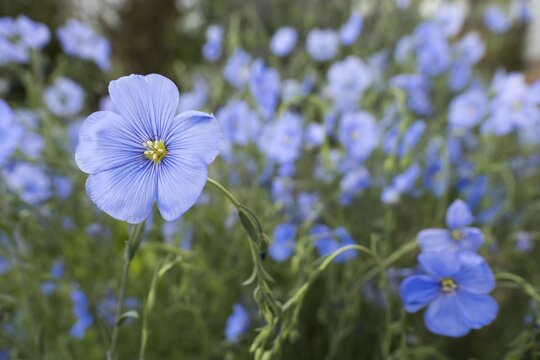 Flax (Linum), blue flowers, Hesse, Germany