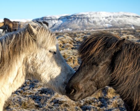 Two Icelandic horses (Equus islandicus) sniff each other, animal portrait, southern Iceland, Iceland