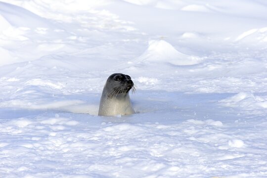 Harp Seal or Saddleback Seal (Pagophilus groenlandicus, Phoca groenlandica), adult female, looking out of breathing hole or aglu, Magdalen Islands, Gulf of Saint Lawrence, Quebec, Canada