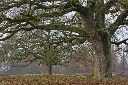 Old wood pasture (Quercus robur), Borkener Paradies nature reserve, Emsland, Lower Saxony, Germany