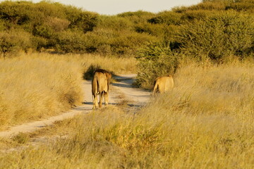 Naklejka premium Male and female lions walking on dirt road, Kalahari Southern Africa safari