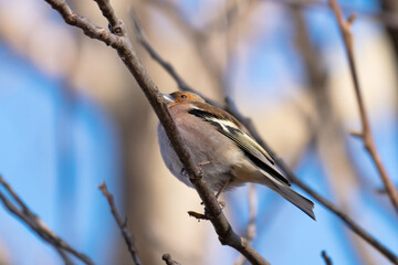 chaffinch on a branch on a spring day © ksena32