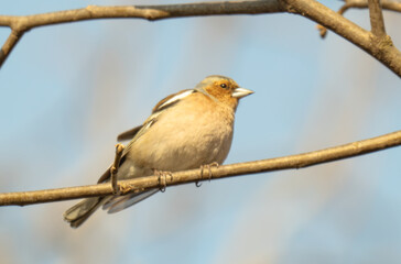 Fototapeta premium chaffinch on a branch on a spring day