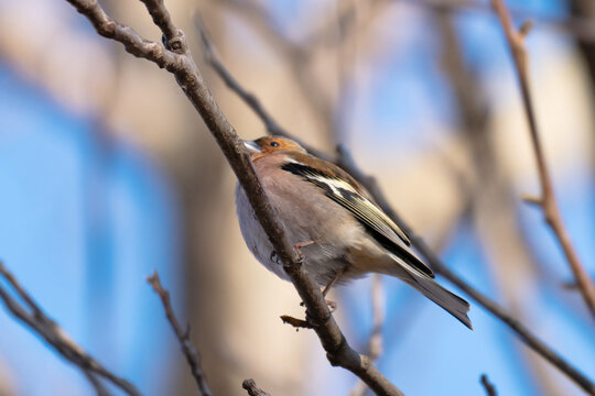 chaffinch on a branch on a spring day