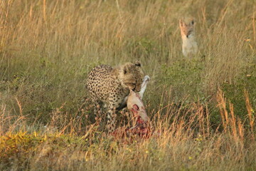 Cheetah feeding on prey in savanna, Kalahari Southern Africa wildlife © Matthew