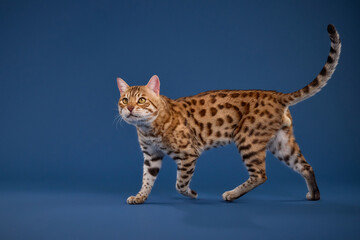 A Bengal cat strides across the frame with tail curled up against blue backdrop. © Anna Averianova