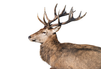 Naklejka premium deer isolated on a white background