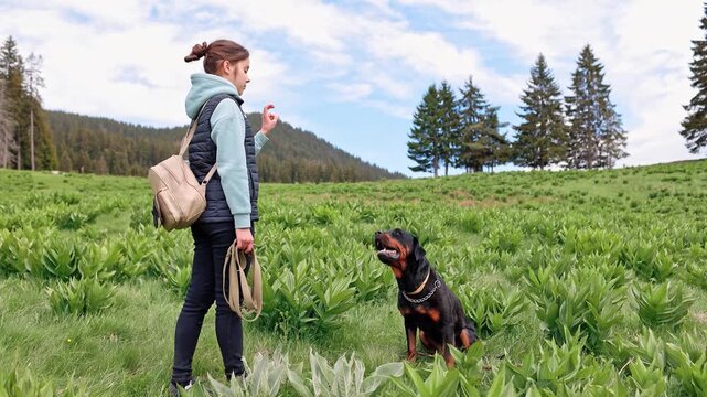 Teenage girl in suit stands and gives commands to dog of Rottweiler breed on meadow with vegetation