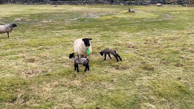 Sheep with two gray and black lambs