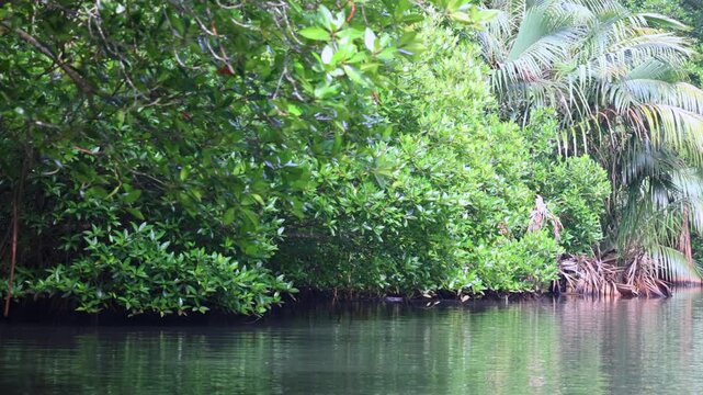 Lush Tropical Mangrove Forest and Calm River Water, Serene Natural Ecosystem with Vibrant Green Foliage and Palm Trees. Bentota River Safari in Sri Lanka, Asia.