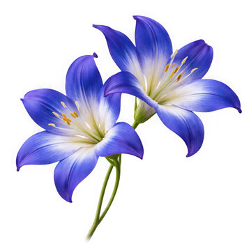 Two blue and white lilies with as PNG asset isolated on transparent background