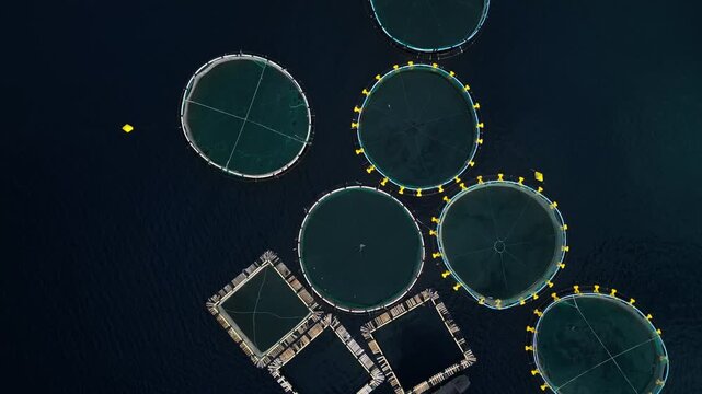 Aerial view of circular fish farms in dark blue water, with a yellow buoy nearby.