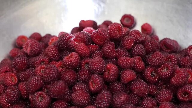 A close-up view of fresh, ripe red raspberries (potentially Rubus phoenicolasius or similar species) falling and piling up. The vibrant, organic berries are full of antioxidants and captured in slow m