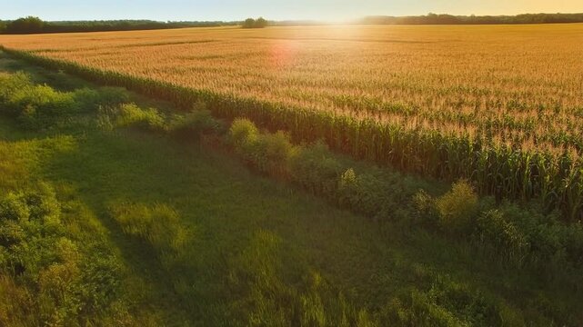 Weizenfeld, Sonnenschein 