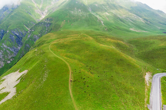 Aerial View of Green Mountains in Georgia, Cattle Grazing on High Alpine Meadows, Winding Road in Caucasus Highlands, Rural Pastoral Landscape. Summer Nature Background, Eco-Tourism in Kazbegi