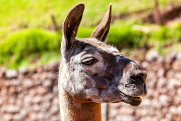 The llama in the Peruvian Andes (Lama glama) © hecke71