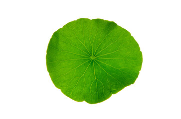 green centella asiatica leaves isolated on background macro detail