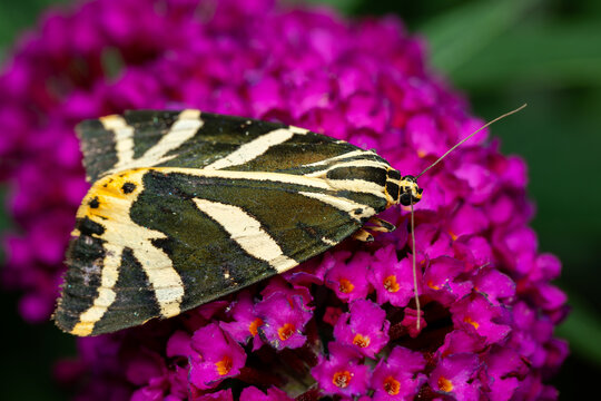Jersey Tiger moth - Euplagia quadripunctaria, beautiful colored moth from European meadows and grasslands, Zlin, Czech Republic.