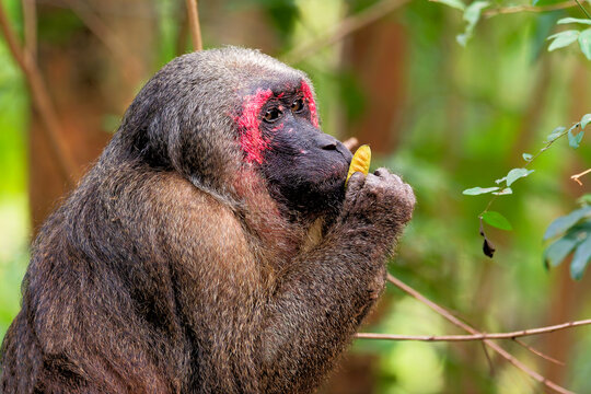 B&auml;renmakak im Wald