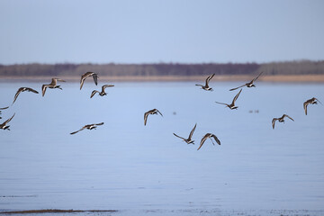 migration of migratory birds in nature, seasonal change