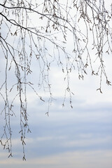 Landscape of early spring, trees and nature waking up, branches without leaves, first buds on the trees