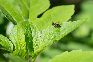 Naklejka premium The giant ragweed (lat. Ambrosia trifida), of the family Asteraceae, and a bee of the family Megachilidae. Samara, Russia.