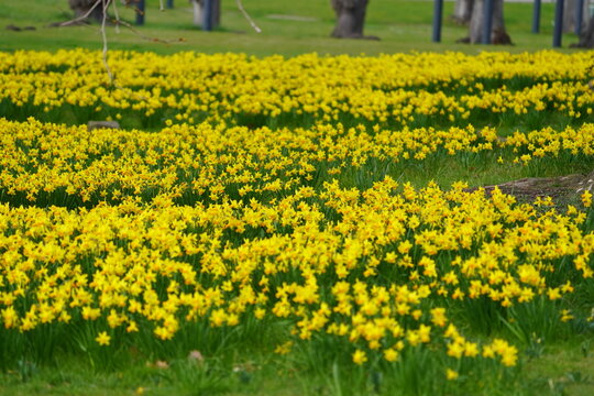 Die gelbe Narzisse (Narcissus pseudonarcissus), auch bekannt als Osterglocke oder falsche Narzisse (weil sie normalerweise um Ostern bl&uuml;ht), Trompetennarzisse oder regional als Aprilglocke. Hanover, D