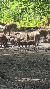 Family of wild boars with their young piglets bathing and drinking in a muddy forest puddle