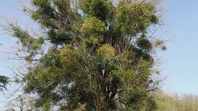 Tree wholly covered in parasitic mistletoe plants.
