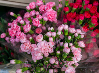 Fototapeta premium Dense florist display of pink and deep magenta spray carnations wrapped in transparent sleeves. Ruffled petals, clustered buds, and soft color variation make this image ideal for flower shop, bouquet,