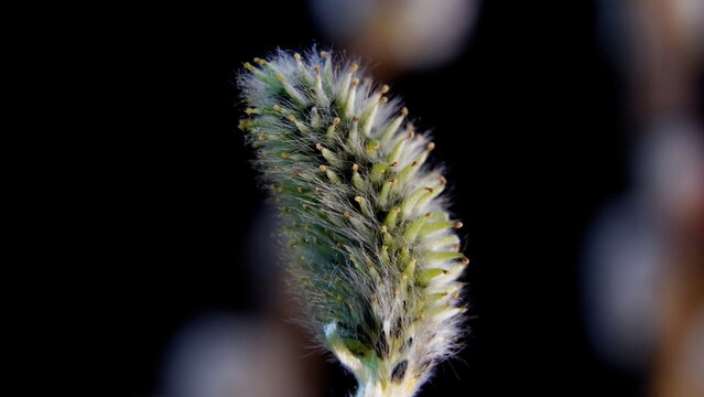 Morphological Structure of Salix Caprea Male Inflorescence, Stamen and Anther Detail