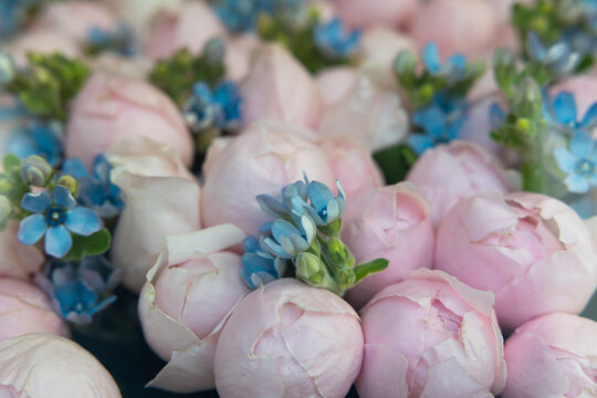 Macro texture of pink rose buds and blue oxypetalum flowers