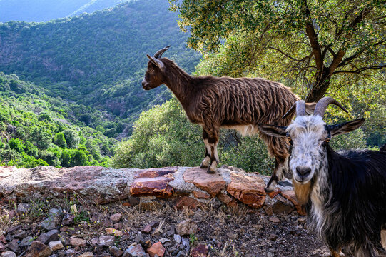 Deux ch&egrave;vres debout sur un muret de pierres dominent une vall&eacute;e de montagne verdoyante pr&egrave;s d&rsquo;Osani en Corse-du-Sud, France