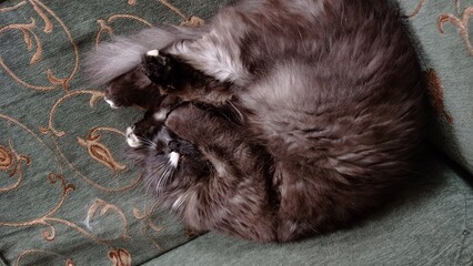 Black fluffy cat sleeping on sofa © Olesia Frei