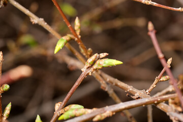 Naklejka premium New buds emerge on branches as spring whispers life into nature