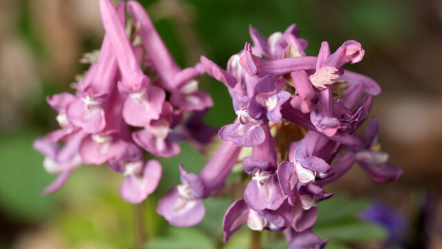 Elegant corydalis hollow flowers blooming in nature's embrace