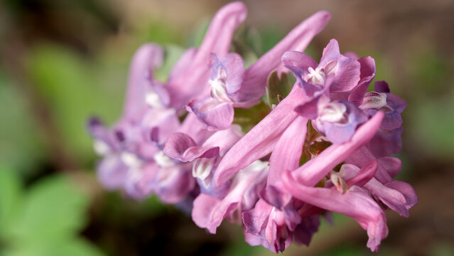 Beautiful Corydalis flowers blooming in a serene woodland setting