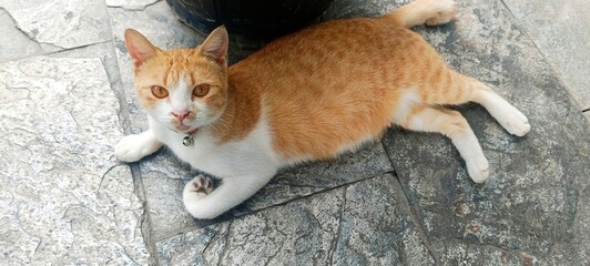 cute orange cat © Paula