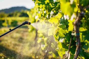 Close-up of pressure spray wand and mist applying to green vineyard foliage. Targeted pesticide and insecticide application © encierro