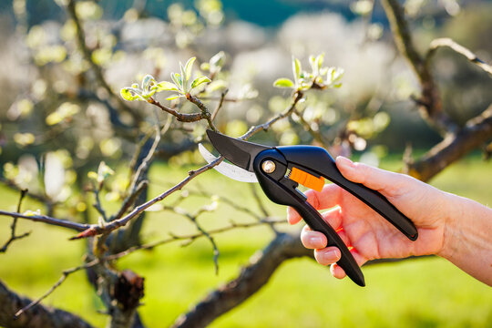 Pruning shears. Female gardener pruning branch of fruit tree in garden
