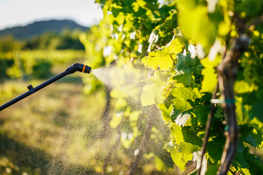 Close-up of pressure spray wand and mist applying to green vineyard foliage. Targeted pesticide and insecticide application